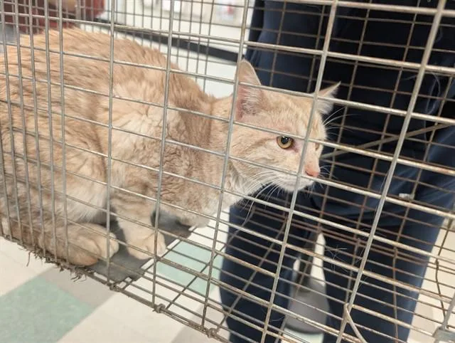 An adult medium-sized male American Shorthair cat named A for adoption in Oklahoma City, OK