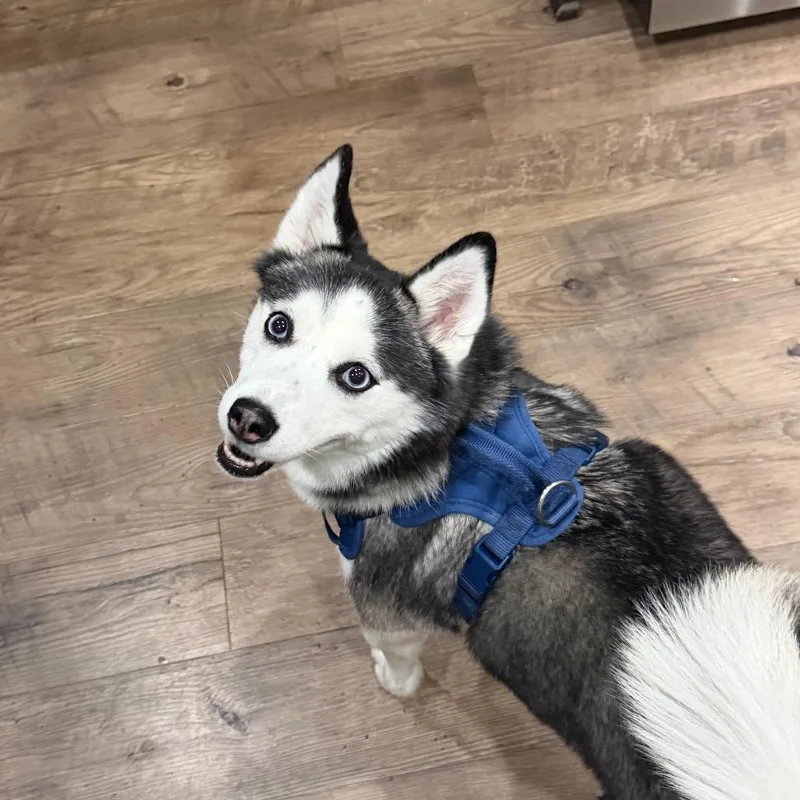 An adult medium-sized female Gray / Blue / Silver Pomeranian dog named Lola for adoption in Fond Du Lac, WI