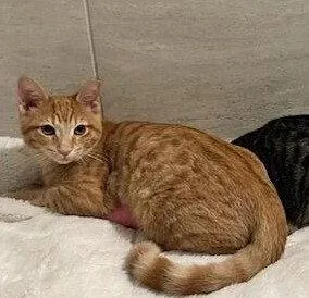 A young medium-sized female Orange / Red Domestic Short Hair cat named Mimosa for adoption in Pompano Beach, FL