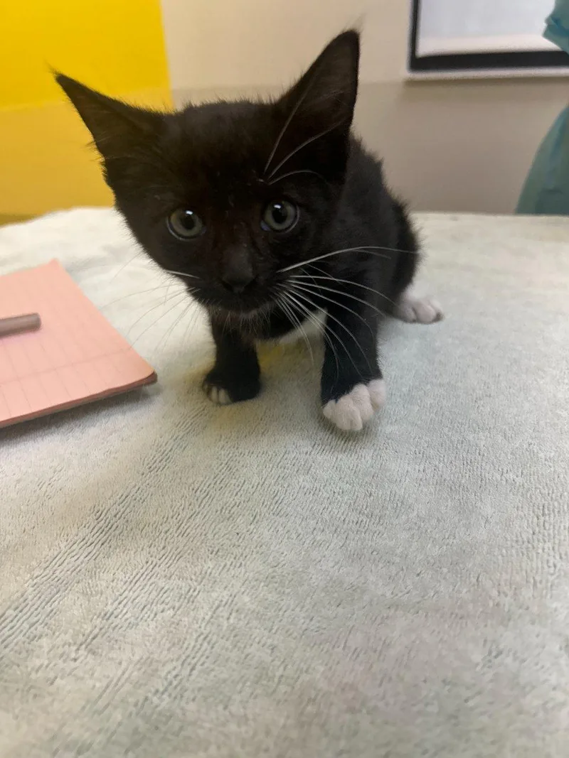 A baby small-sized female Black Domestic Short Hair cat named Cora for adoption in Raleigh, NC