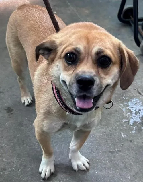 A young medium-sized female Pug dog named Suzie for adoption in Baldwin Park, CA