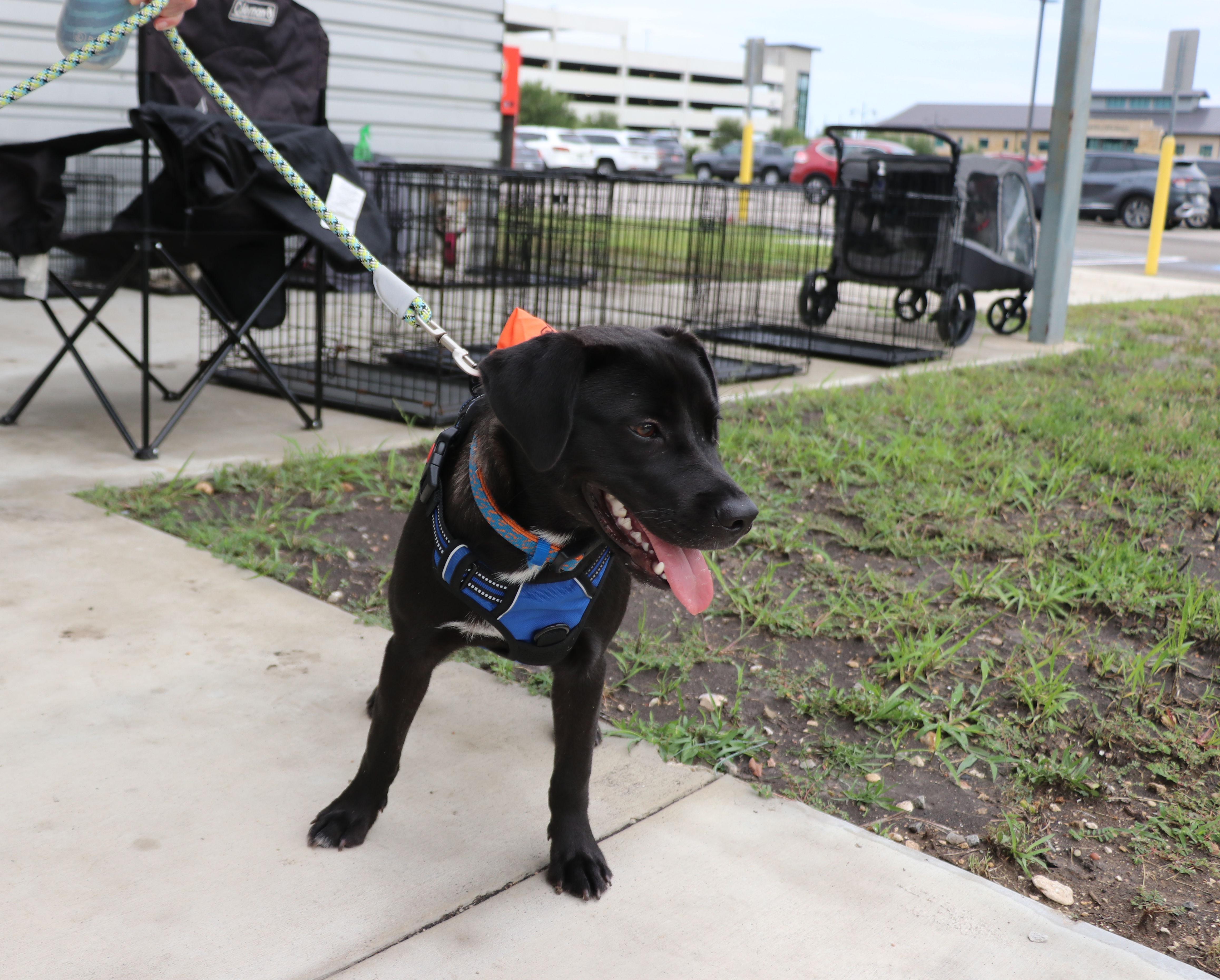 A baby medium-sized female Black Mixed Breed dog named Gracie May for adoption in Pflugerville, TX
