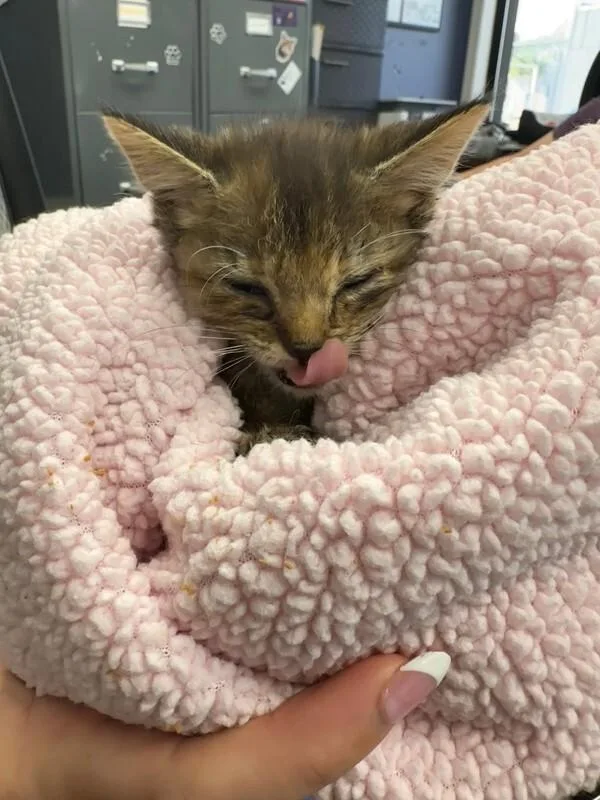 A baby small-sized female Tortoiseshell cat named Moxie for adoption in Belton, MO