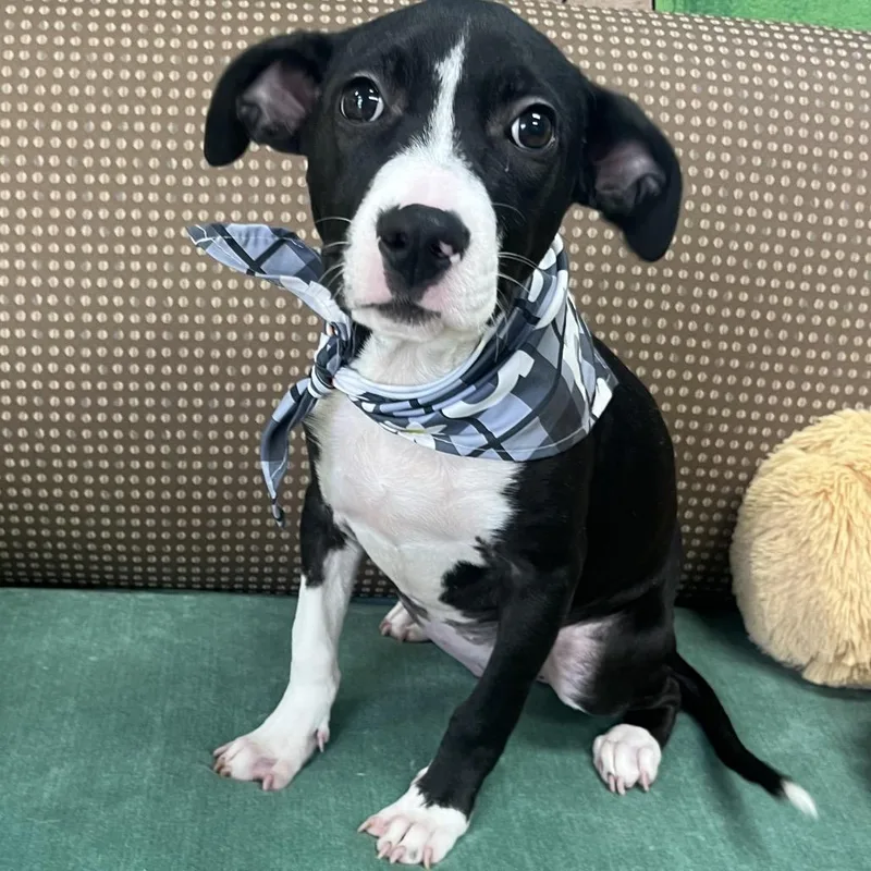 A young small-sized female Black Terrier dog named Morgan for adoption in Palestine, TX