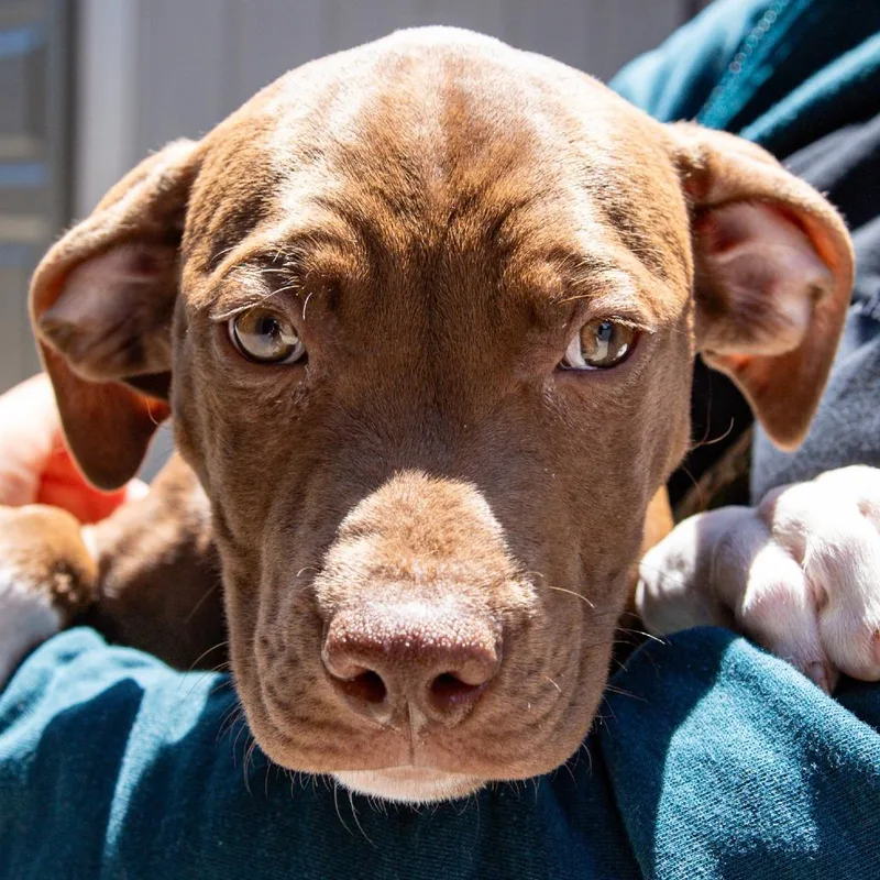 A baby medium-sized male Brown / Chocolate Pit Bull Terrier dog named Pineapple Express for adoption in Kennebunk, ME