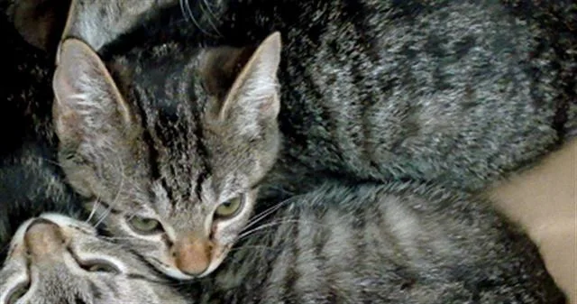 A baby medium-sized male Domestic Medium Hair cat named Simon for adoption in Dallas, TX