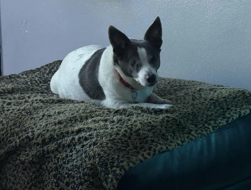 An adult small-sized female Gray / Blue / Silver Chihuahua dog named Nina for adoption in New Port Richey, FL