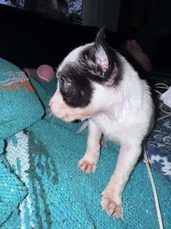 A baby small-sized male Tricolor (Brown, Black, & White) Mixed Breed dog named Gooseberry for adoption in Grand Rapids, MI