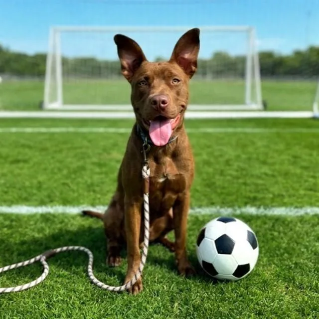 A young large-sized male Labrador Retriever dog named Dunson for adoption in Long Beach, CA