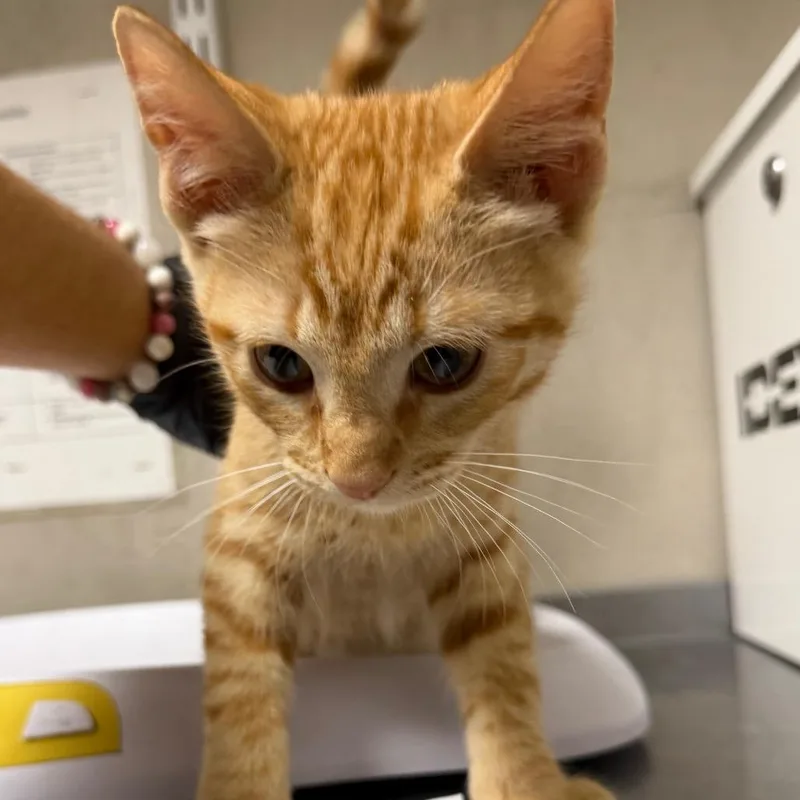 A baby small-sized male Orange / Red Domestic Short Hair cat named Noah for adoption in Yuma, AZ