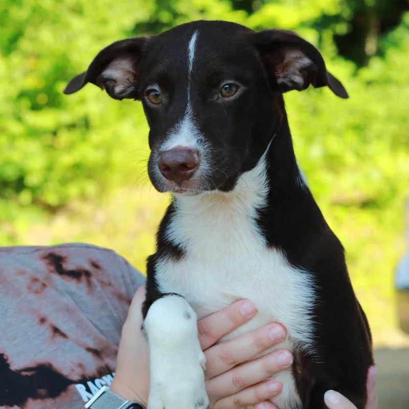 A baby medium-sized male Brown / Chocolate Border Collie dog named CT Scout for adoption in Stormville, NY