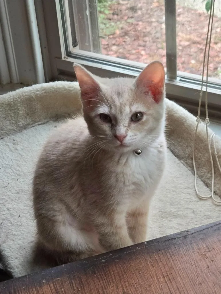 A baby medium-sized female Domestic Short Hair cat named Mary Sunshine for adoption in Fayetteville, TN