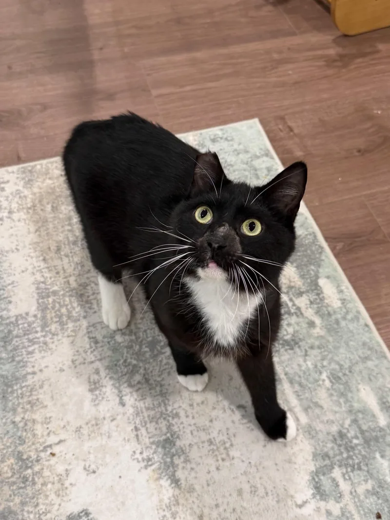 An adult medium-sized male Black & White / Tuxedo Domestic Short Hair cat named Miles for adoption in Manchester, MD