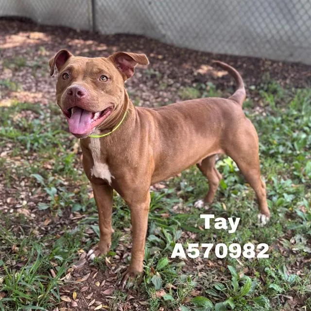 A young medium-sized female Pit Bull Terrier dog named Tay for adoption in Huntsville, AL