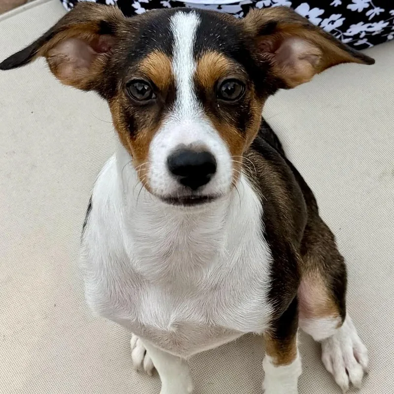 A baby medium-sized female Jack Russell Terrier dog named Queso for adoption in Ellicott City, MD