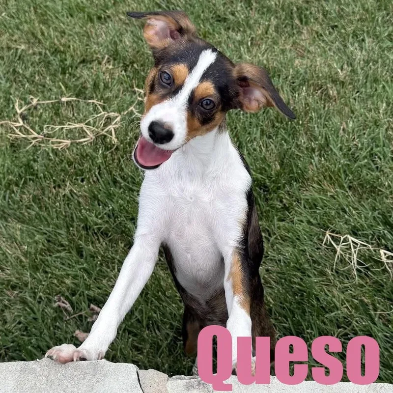 Queso thumbnail 2