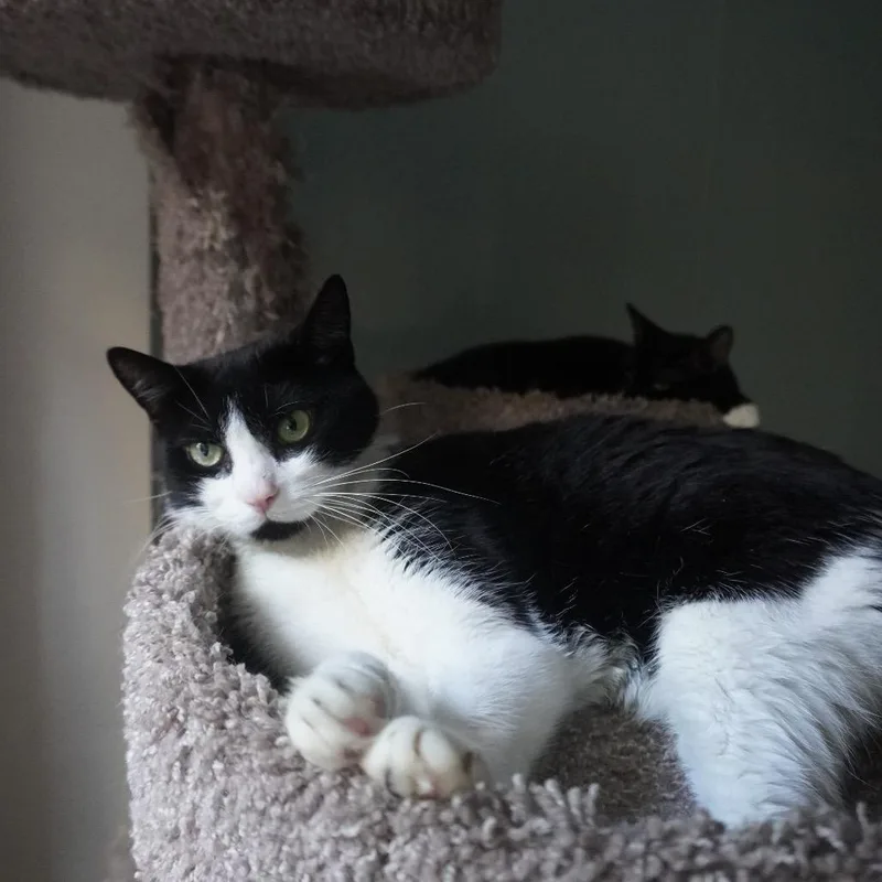 An adult medium-sized male Black Domestic Short Hair cat named Rumble for adoption in Middle Village, NY