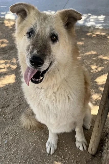 An adult large-sized female German Shepherd Dog dog named Precious for adoption in Lancaster, CA
