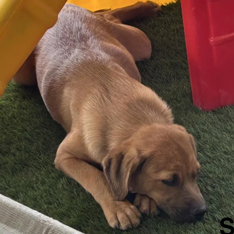 A baby medium-sized male Rottweiler dog named Shiloh for adoption in Krum, TX
