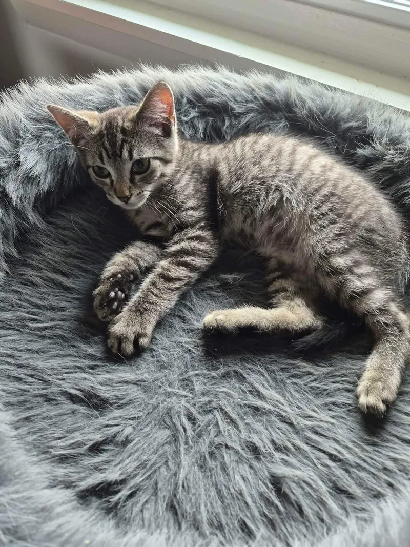 A baby medium-sized male Tabby (Brown / Chocolate) Tabby cat named Lilo for adoption in Greensburg, PA