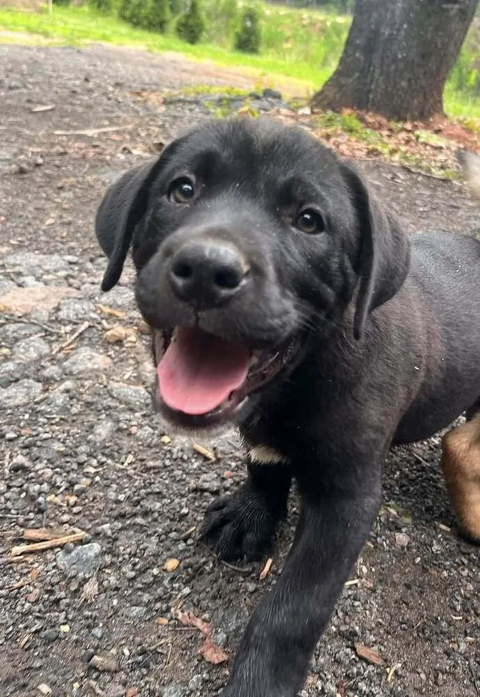 A baby large-sized male Tricolor (Brown, Black, & White) Mixed Breed dog named George for adoption in Acworth, GA