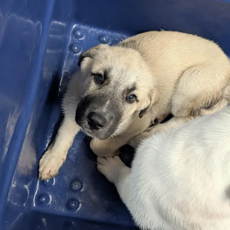 A baby small-sized female Yellow / Tan / Blond / Fawn Bullmastiff dog named Odette for adoption in Ardmore, OK