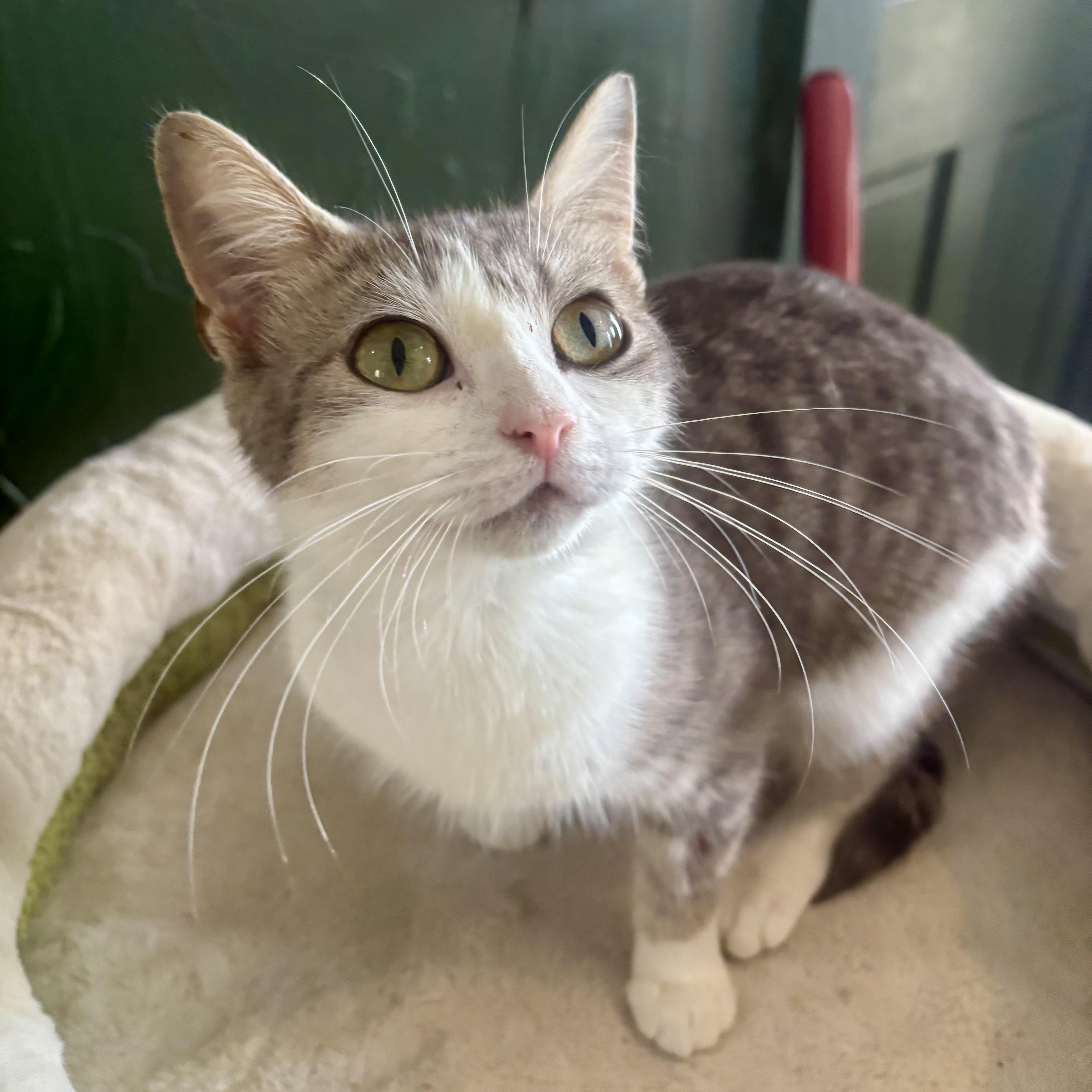 A baby medium-sized female Tabby (Gray / Blue / Silver) Domestic Short Hair cat named Irresistible for adoption in Richmond, VA