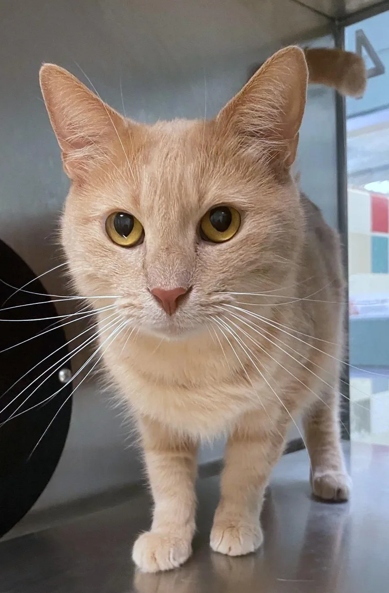 An adult large-sized female Domestic Short Hair cat named Dandi A for adoption in Plano, TX