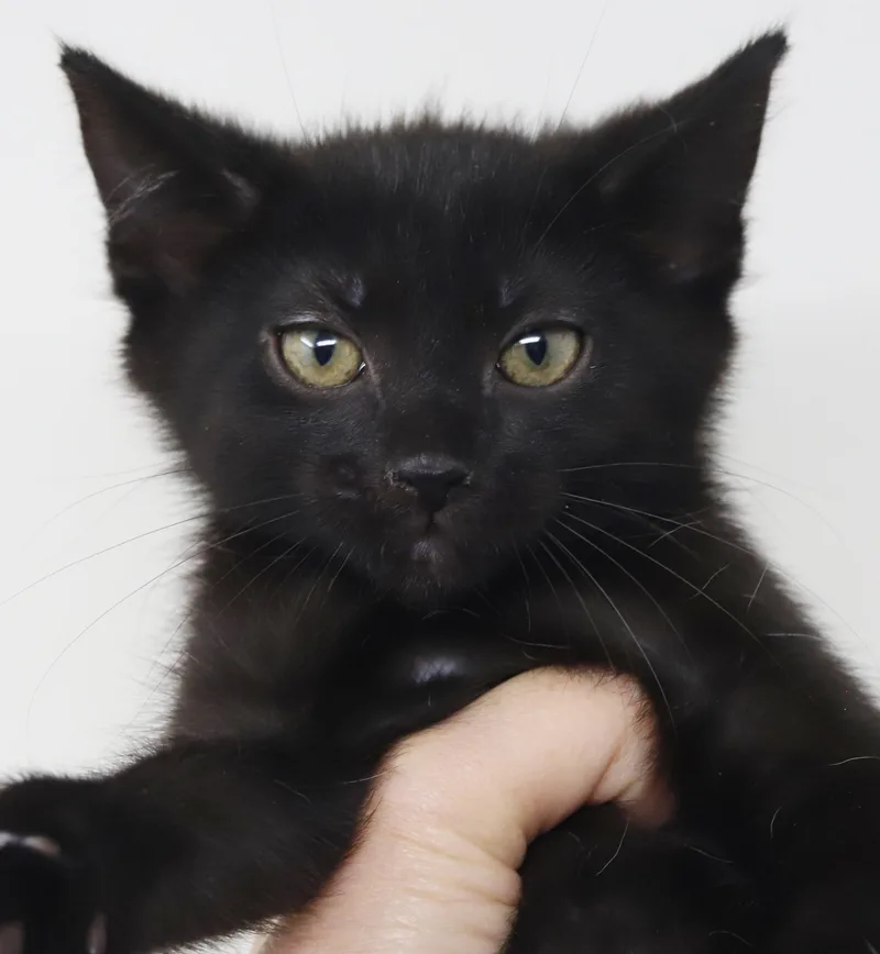 A baby small-sized male Black Bombay cat named Kooper Can't Be Any for adoption in Bedford Hills, NY