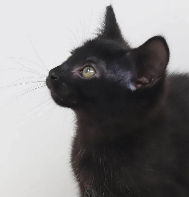 Kooper Can't Be Any thumbnail 3