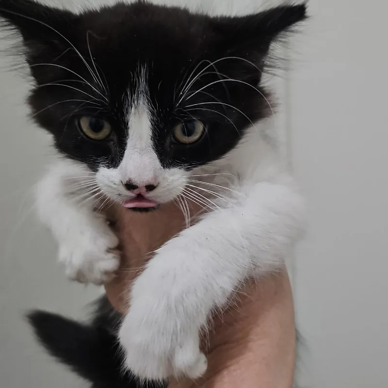 A baby small-sized male Black Domestic Medium Hair cat named Hank for adoption in Long Beach, CA