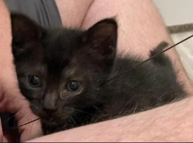 A baby small-sized female Black Domestic Short Hair cat named Mayo & Bobasaur for adoption in Liverpool, TX