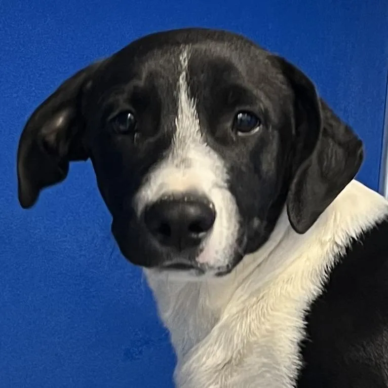 A baby medium-sized male Black Mixed Breed dog named 112365 for adoption in Las Cruces, NM