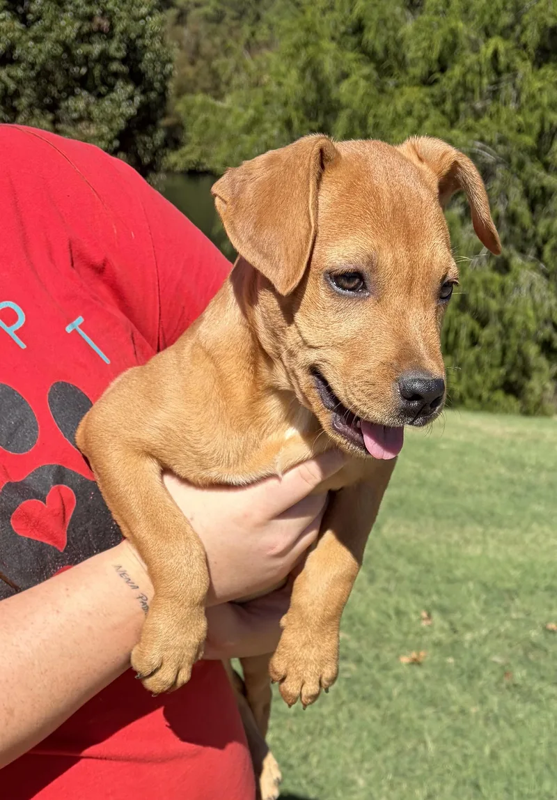 A baby medium-sized female Golden Retriever dog named Tina for adoption in Seale, AL