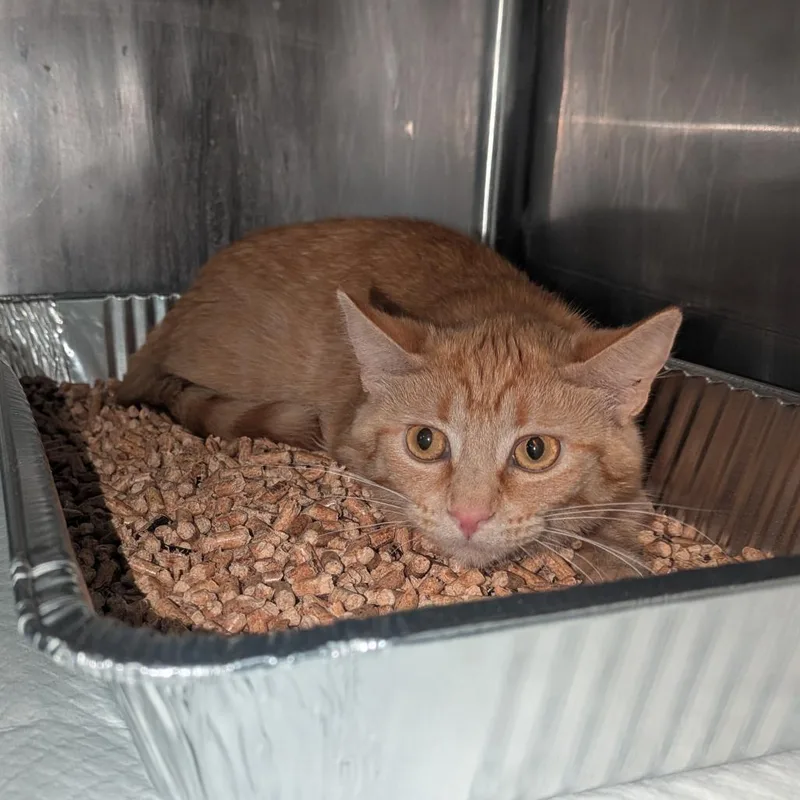 A young medium-sized female Orange / Red Domestic Short Hair cat named Mozzarella for adoption in Salt Lake City, UT