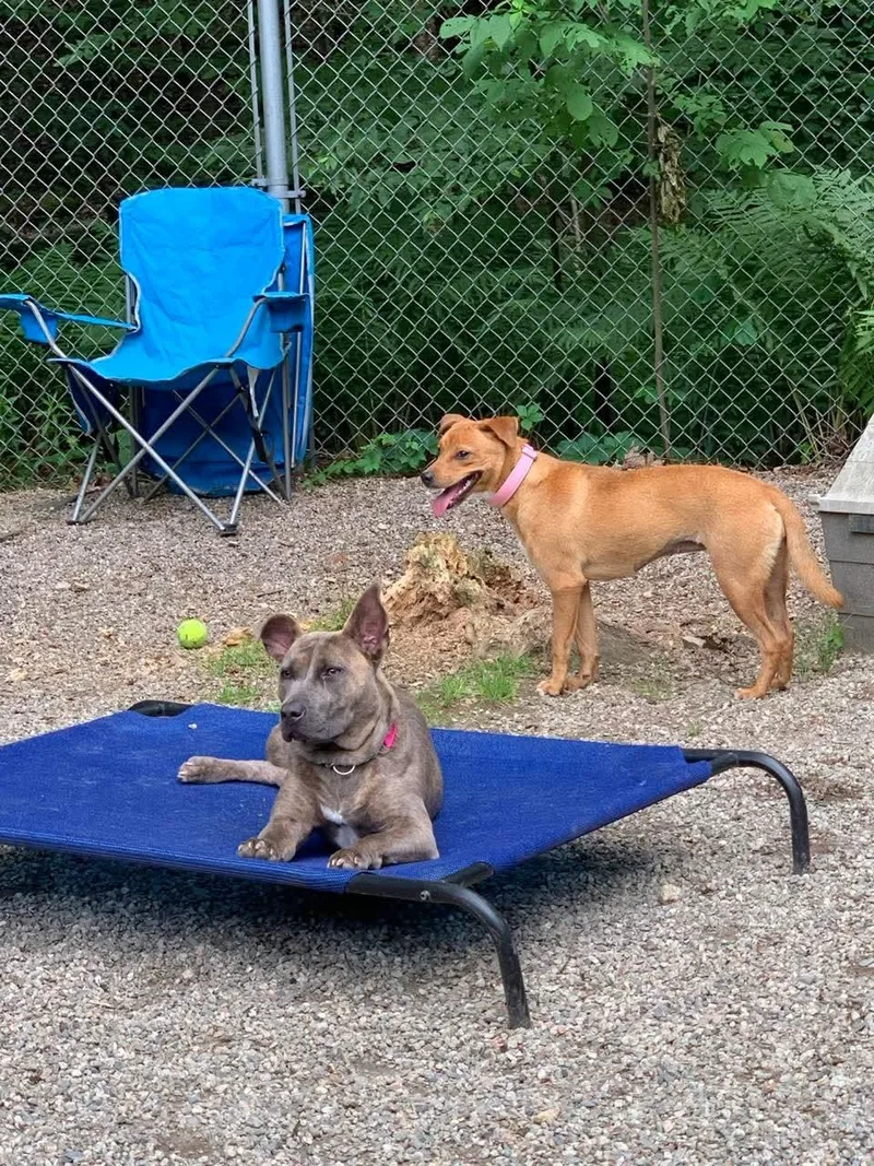 A young medium-sized female Golden Mixed Breed dog named Peanut for adoption in Douglas, MA