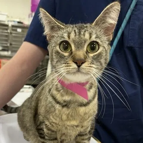 An adult small-sized female Brown / Chocolate Domestic Short Hair cat named Bricks for adoption in Falls Church, VA