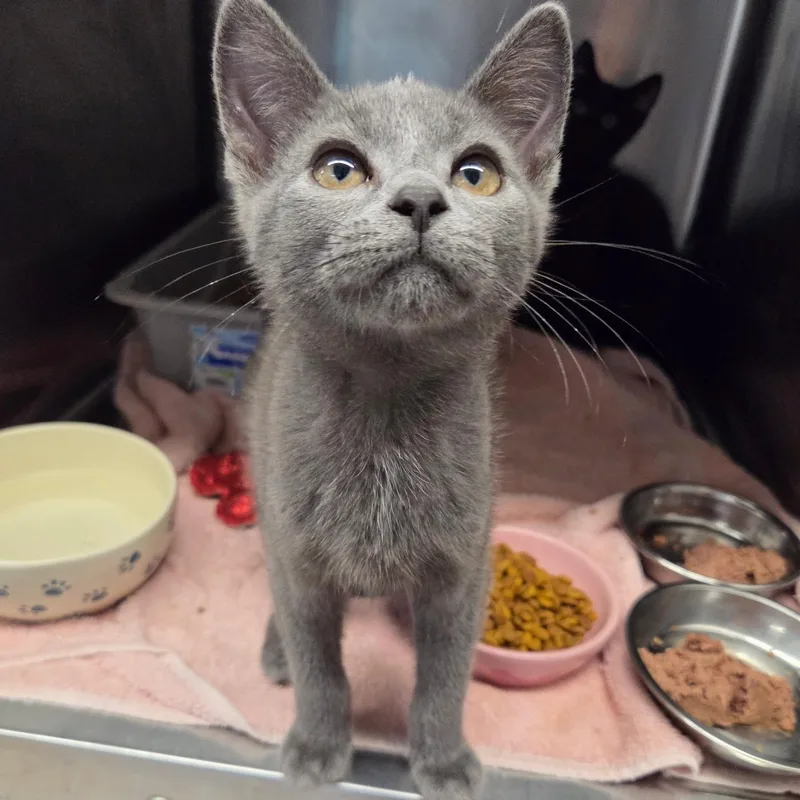 A baby medium-sized male Domestic Short Hair cat named Ryan for adoption in Warwick, RI