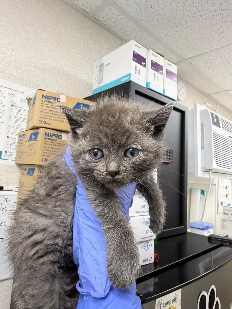 A baby large-sized male Domestic Short Hair cat named Michelangelo for adoption in Pomona, NY