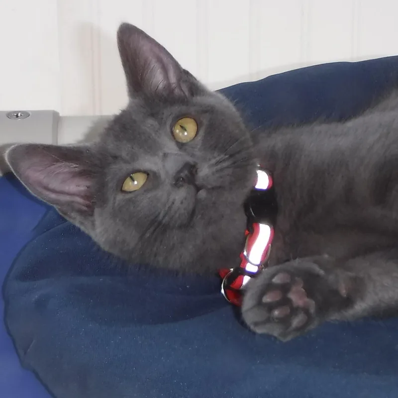 A baby medium-sized male Gray / Blue / Silver Russian Blue cat named Marin Exceptionally Social for adoption in Hoquiam, WA