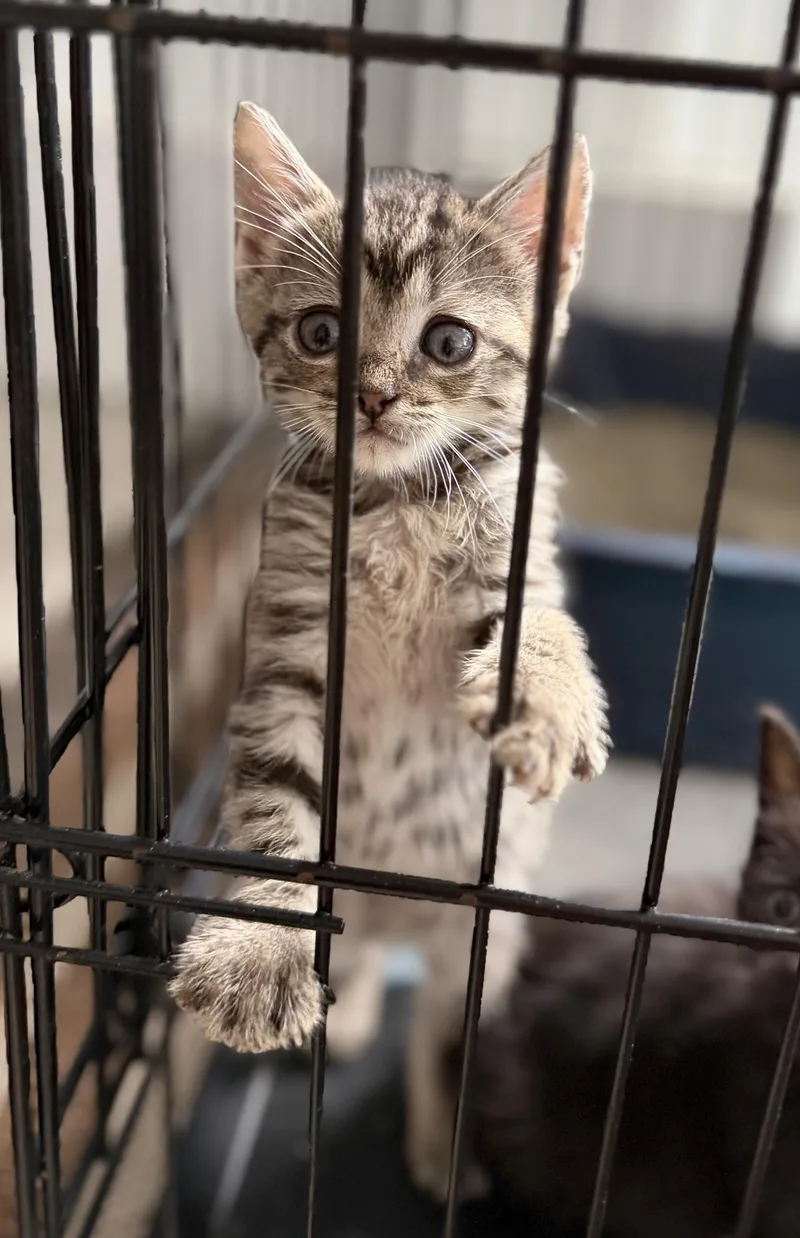 A baby small-sized female Domestic Short Hair cat named Allegra for adoption in Hershey, PA