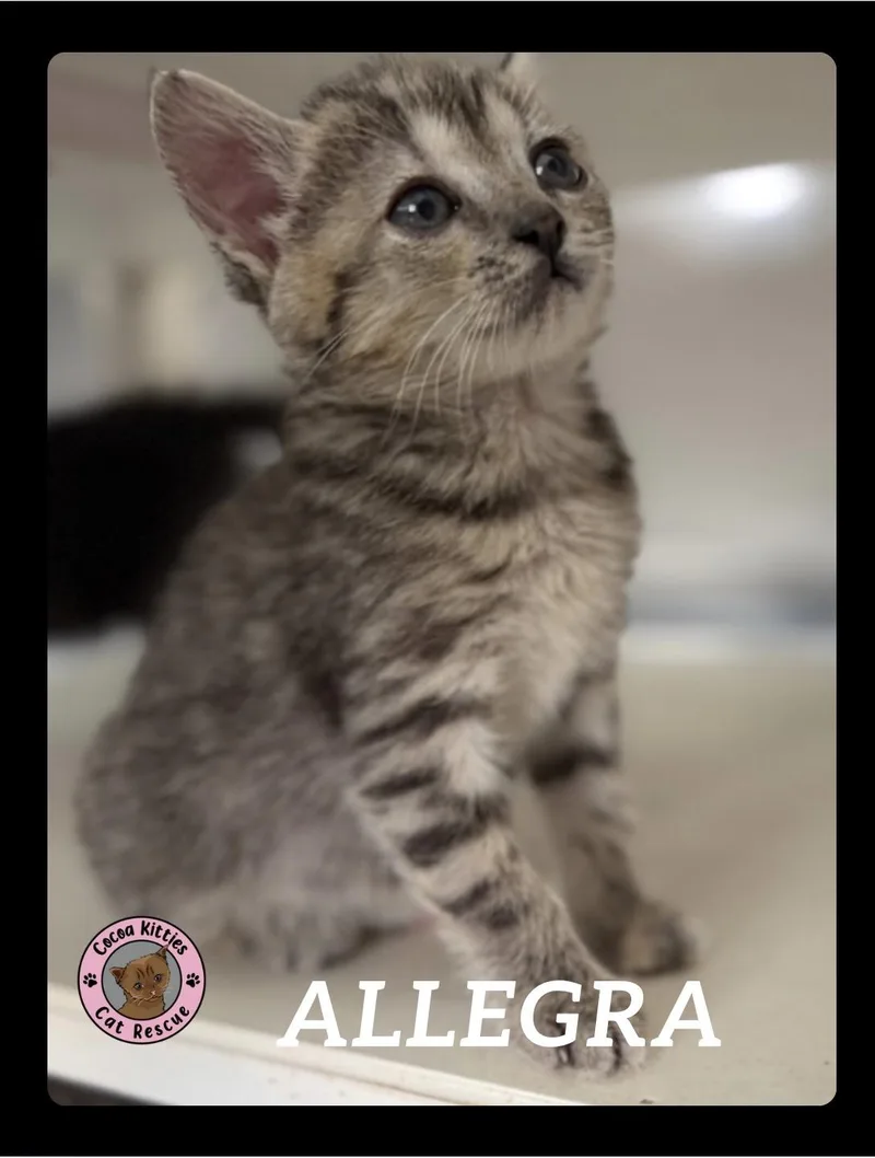 Allegra thumbnail 3