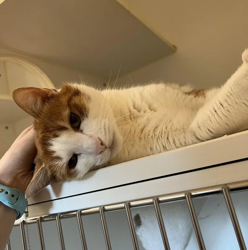 Brave And Beauty thumbnail 2