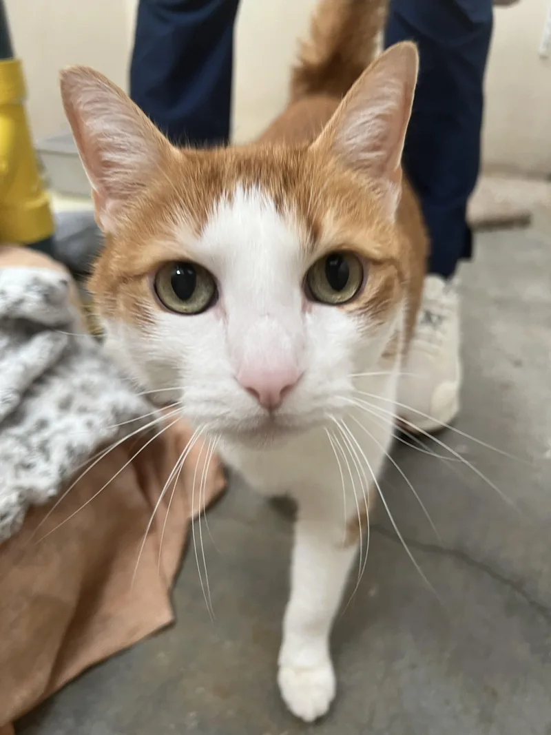 Brave And Beauty thumbnail 4