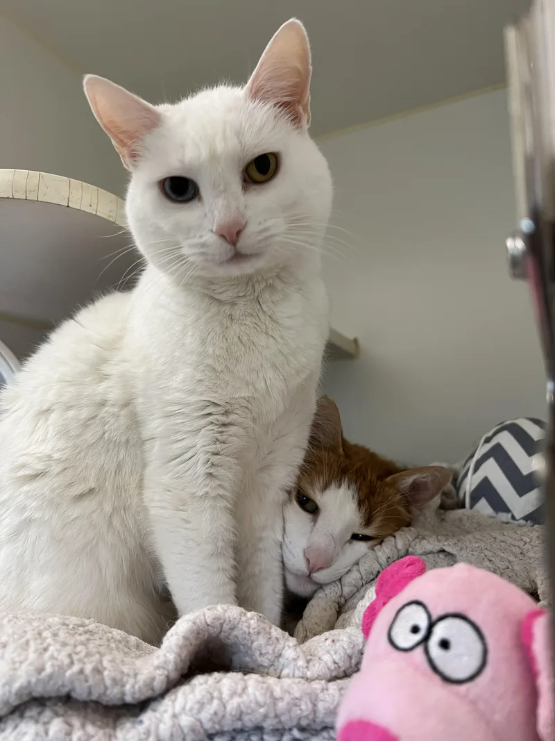 Brave And Beauty thumbnail 5