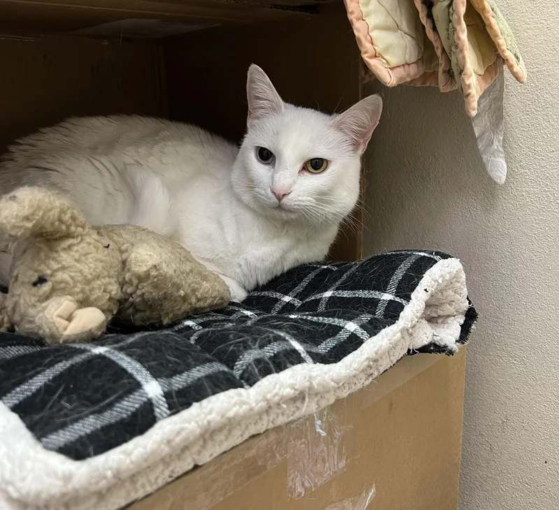 Brave And Beauty thumbnail 6