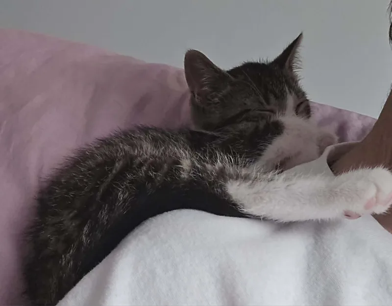 A young medium-sized male Domestic Short Hair cat named Pilsner for adoption in Fulton, NY