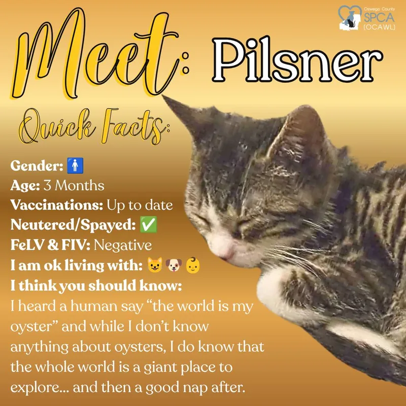 Pilsner thumbnail 5