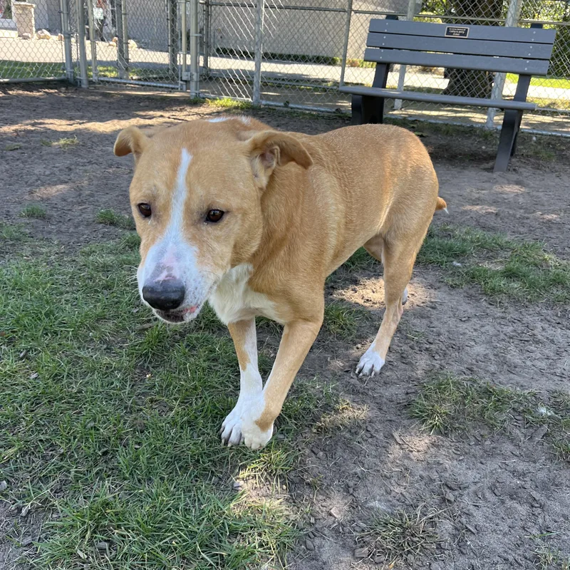 A senior large-sized male Labrador Retriever dog named Chomp for adoption in Mount Pleasant, MI