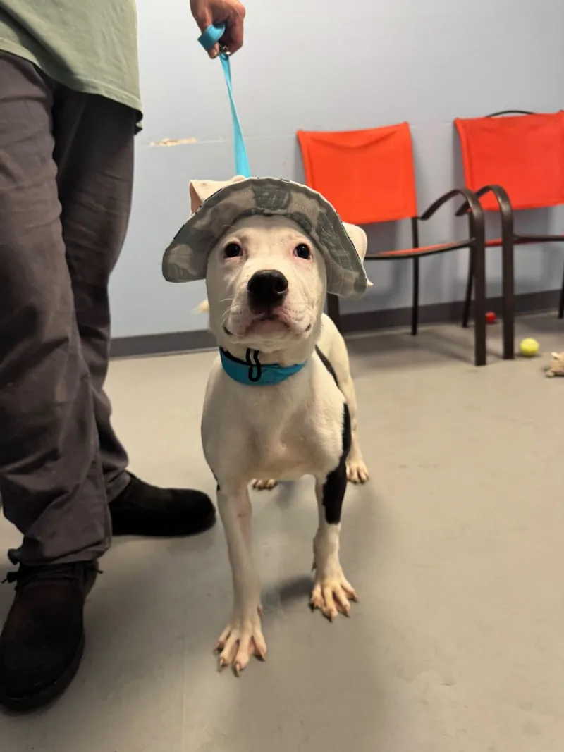 A young small-sized male Terrier dog named Bubinga for adoption in Zanesville, OH